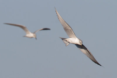 Gull-billed Tern