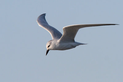 Gull-billed Tern