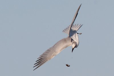 Gull-billed Tern w/crawfish