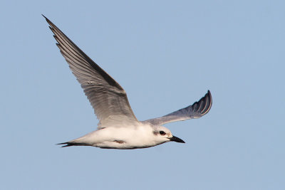 Gull-billed Tern