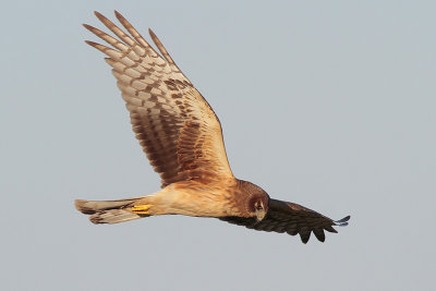 Northern Harrier