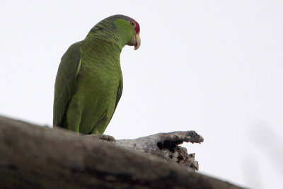 Red-crowned Parrot