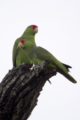 Red-crowned Parrot