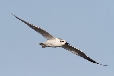 Gull-billed Tern