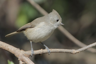 Oak Titmouse