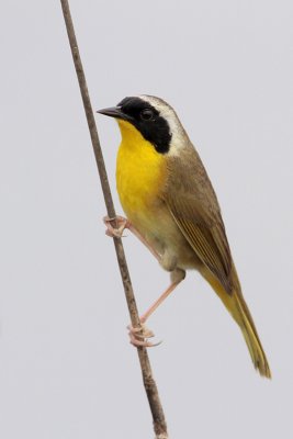 Common Yellowthroat