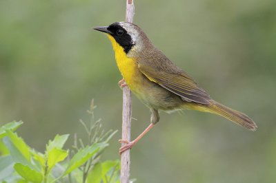 Common Yellowthroat