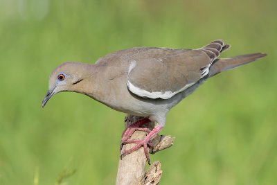 White-winged Dove