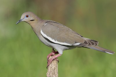 White-winged Dove