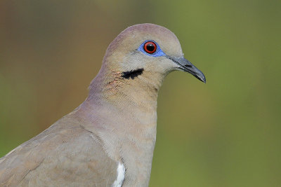 White-winged Dove