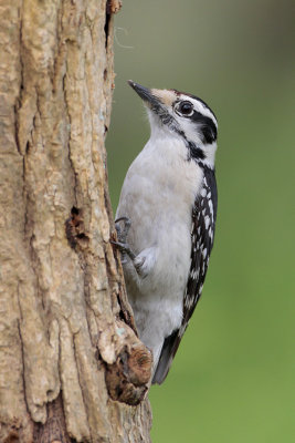 Downey Woodpecker