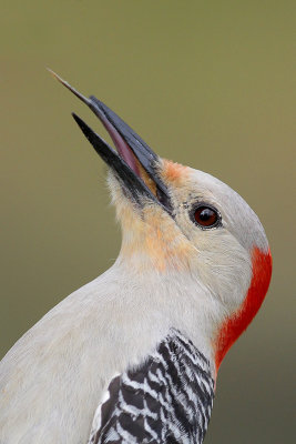 Red-bellied Woodpecker Tongue