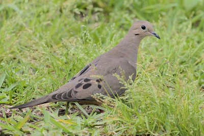 Mourning Dove