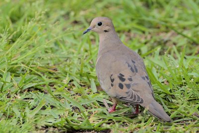 Mourning Dove