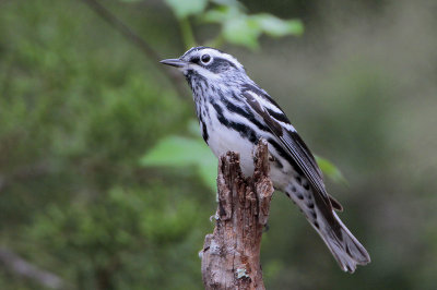 Black-and-white Warbler