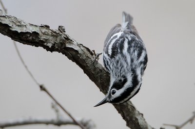 Black-and-white Warbler