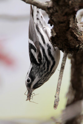 Black-and-white Warbler