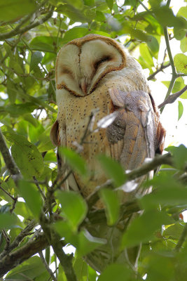 Barn Owl