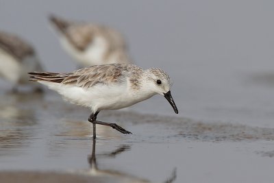 Sanderling