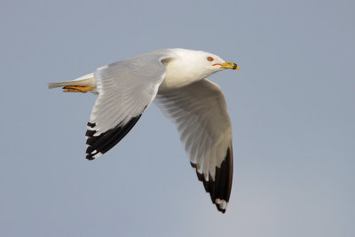 Ring-billed Gull