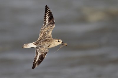 Black-bellied Plover