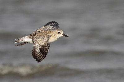 Black-bellied Plover