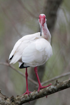 White Ibis