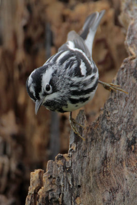 Black-and-white Warbler