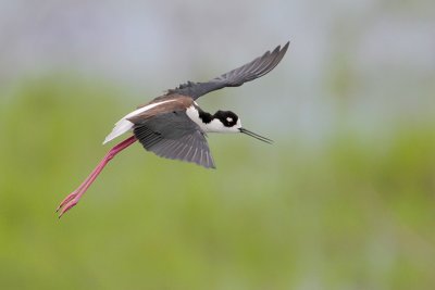 Black-necked Stilt
