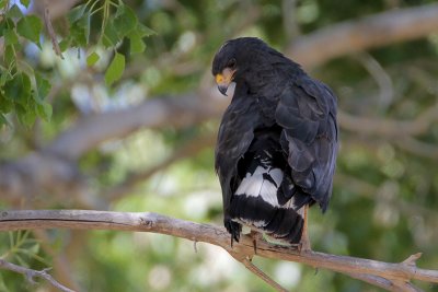 Common Black-Hawk