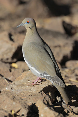 White-winged Dove