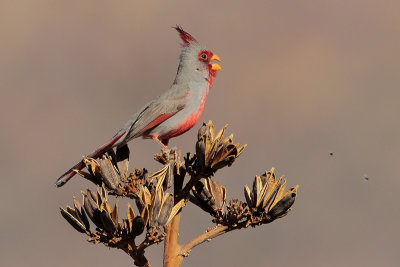 Pyrrhuloxia