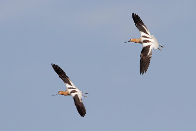 American Avocet