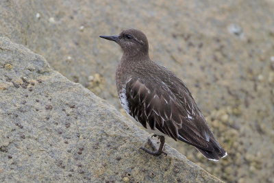 Black Turnstone