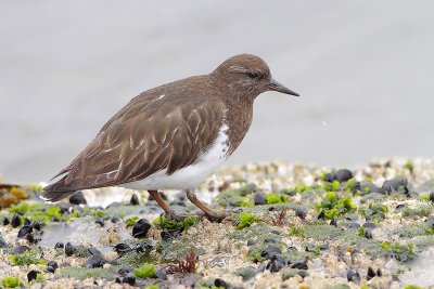 Black Turnstone
