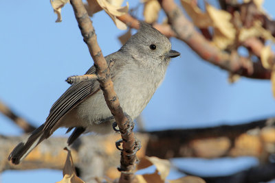 Oak Titmouse