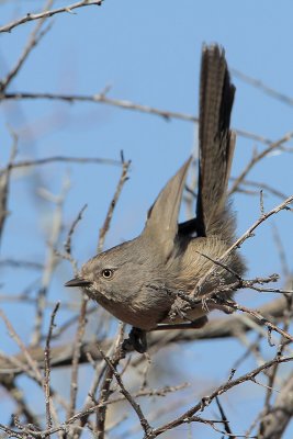 True Warblers, Parrotbills & Wrentit