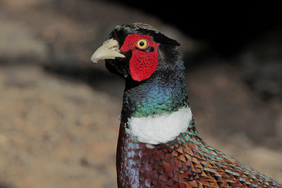 Ring-necked Pheasant