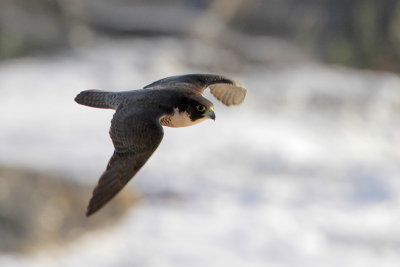 Peregrine Falcon