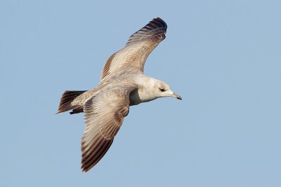 Mew Gull