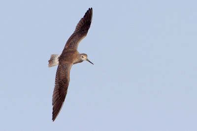 Greater Yellowlegs