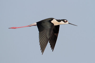 Black-necked Stilt