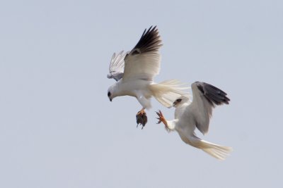 White-tailed Kite Food Exchange