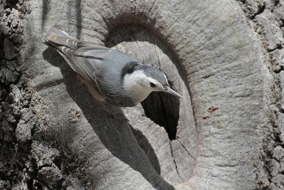 White-breasted Nuthatch