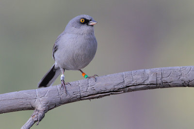 Yellow-eyed Junco