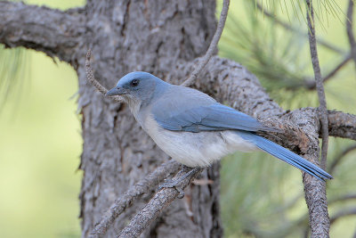Mexican Jay
