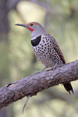 Northern Flicker