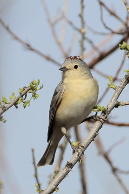 Lucy's Warbler