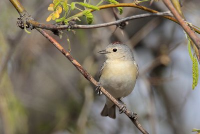 Lucy's Warbler