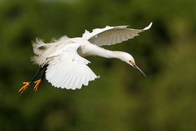 Snowy Egret